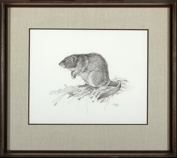 Muskrat