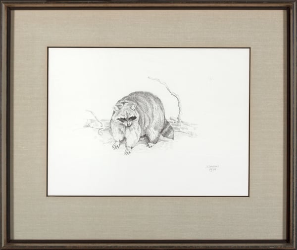 Raccoon